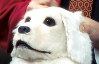 The Dogbert Puppet From the Misplaced ‘Dilbert’ Dwell-Motion TV Present Is Haunting