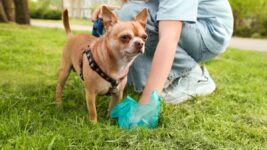 Scientists Discovered One thing Surprising in Pet Poop—and It is Not Good