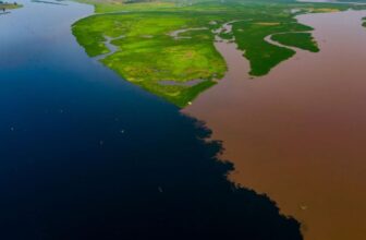 Earth’s Largest Land-Based mostly Carbon Sink Has Sprung a Disturbing Leak