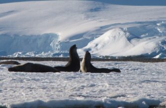 Worst-Case Local weather State of affairs Would Irreversibly Injury Antarctica, Scientists Warn