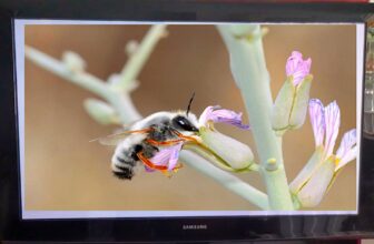 What occurred to plasma TVs? Can you continue to purchase one?